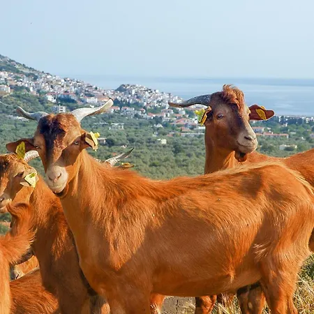 Panagiota بيت ضيافة Panormos (Skopelos)